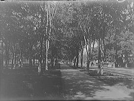 [Sidewalk Through City Park, Kingston]